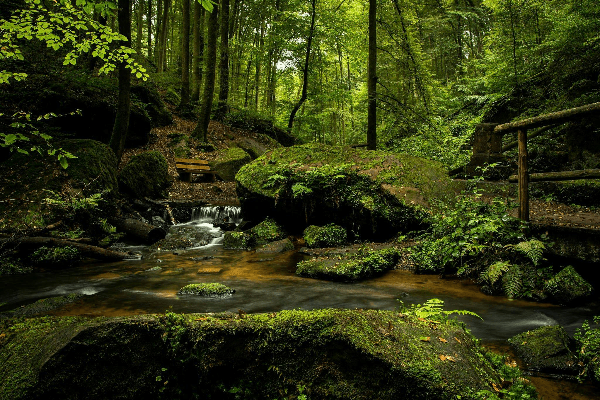 Forest Background